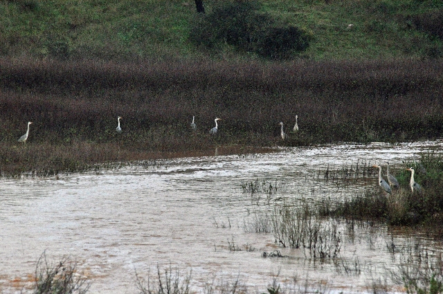 portugal, the algarve, vilamou-07.jpg - GREY HERONS- PORTUGAL 2011